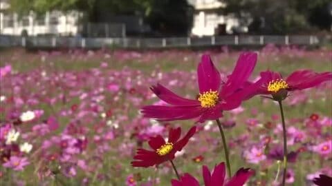 【高知】秋風に揺れる約8万本のコスモス　大月町の”ピンクの絨毯” 11月上旬まで見頃