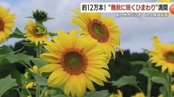 信州産　ひまわり　しゅう様ご確認用です♪ 約12万本！“晩秋に咲くひまわり”満開 鹿児島・南九州市川辺町 大久保