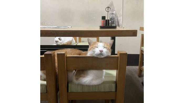 仲良くお休み中