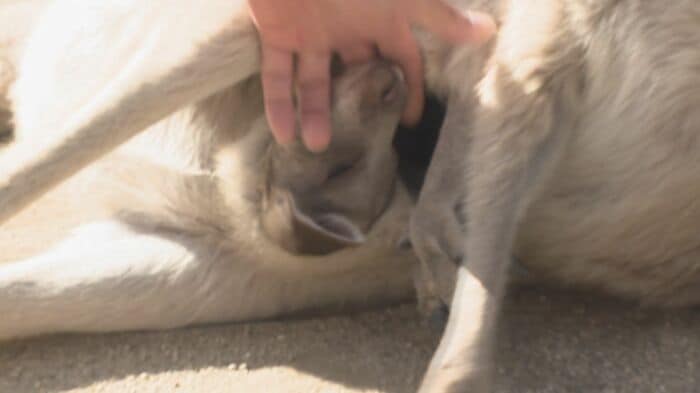 まだ母親の袋の中の赤ちゃんカンガルー