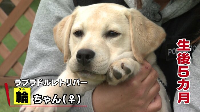 ラブラドルレトリバーの輪(りん)ちゃん