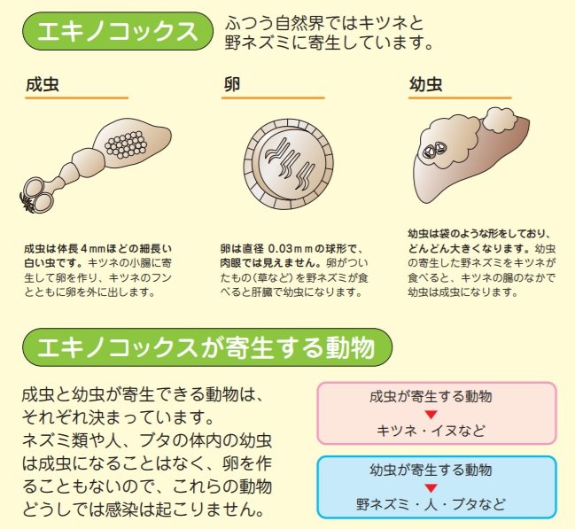 エキノコックス(出典:北海道保健福祉部「エキノコックス症 かからないためのQ&A」)