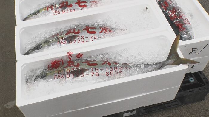 京都産の寒ブリ