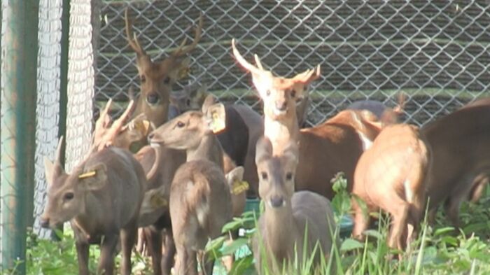 野生に帰されたホッグディア(axis porcinus)