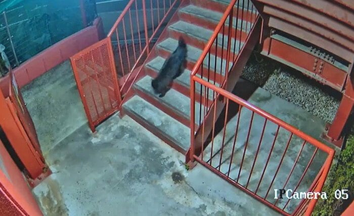 防犯カメラが捉えた“黒い影”