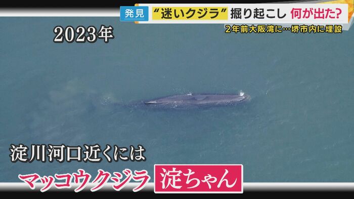 2023年に淀川河口近くに迷い込んだ「淀ちゃん」