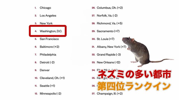 全米でネズミの多い都市第4位にランクインしたワシントンDC