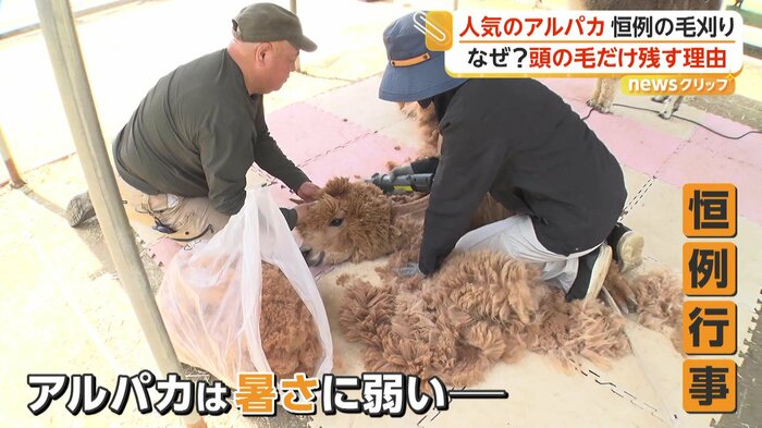 毛刈りが行われていたアルパカ