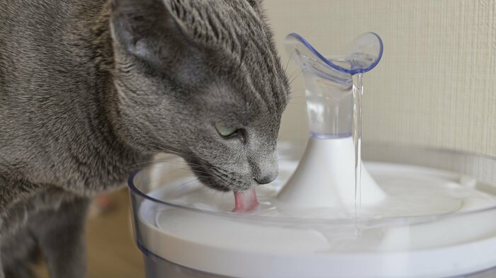 (2)水を飲みやすい環境を用意(画像はイメージ)