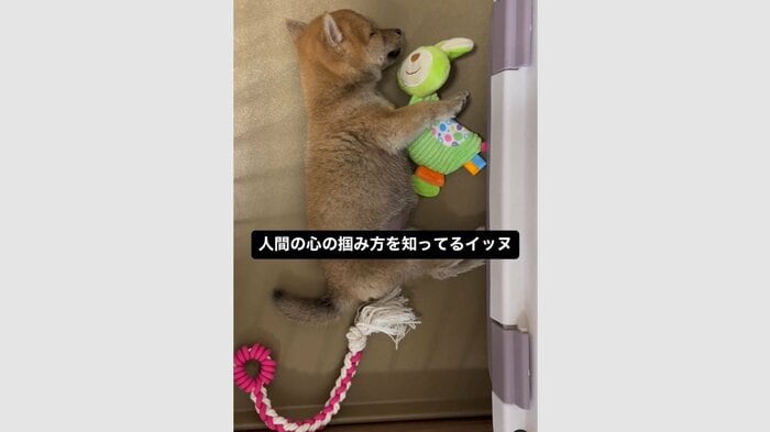 すやすやな様子