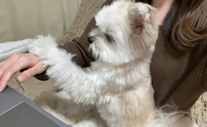 飼い主さんが手を伸ばすと、ぽんたくんは左前脚を伸ばして動きを阻止