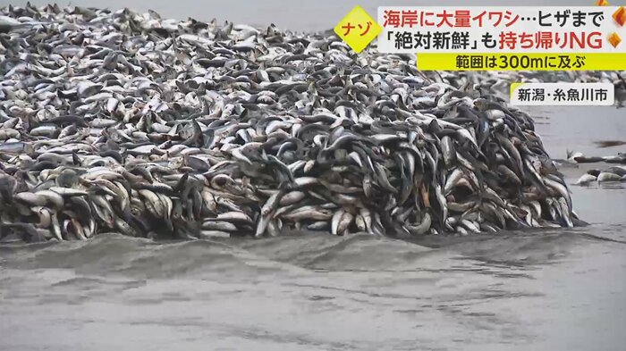 海岸を覆い尽くすほど、大量に打ち上げられたイワシ
