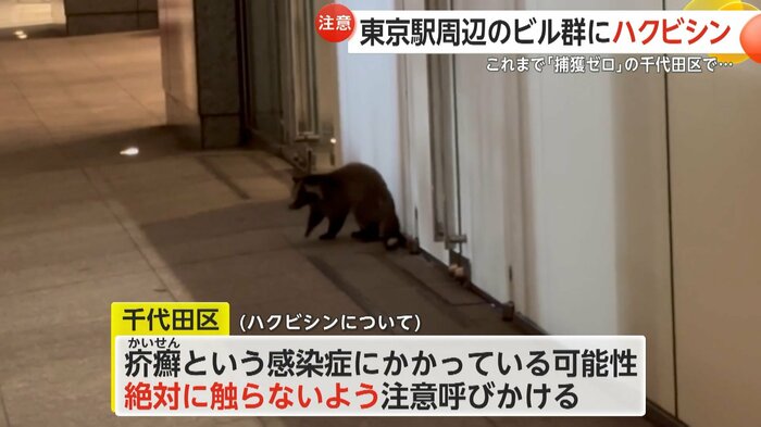 千代田区では絶対に触らないよう呼びかけている