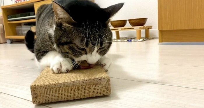 ペロペロとなめたりも…