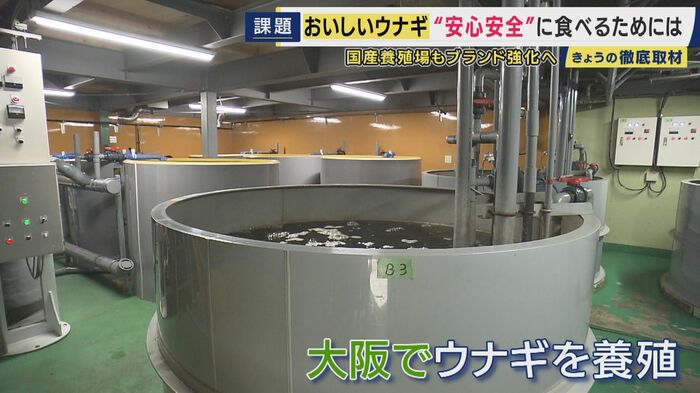 大阪でウナギの養殖