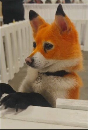 キツネ柄の犬(中国SNSより)