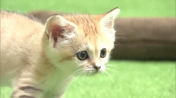 目がクリクリ スナネコの赤ちゃんお披露目 生後47日で体重9倍に