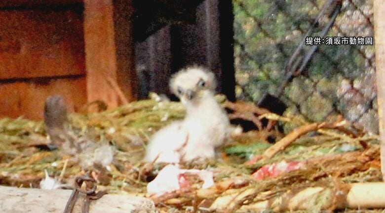7年越しの悲願！国の天然記念物「二ホンイヌワシ」ヒナ誕生　夫婦で子育てに奮闘中　飼育員「静かに見守って」｜FNNプライムオンライン