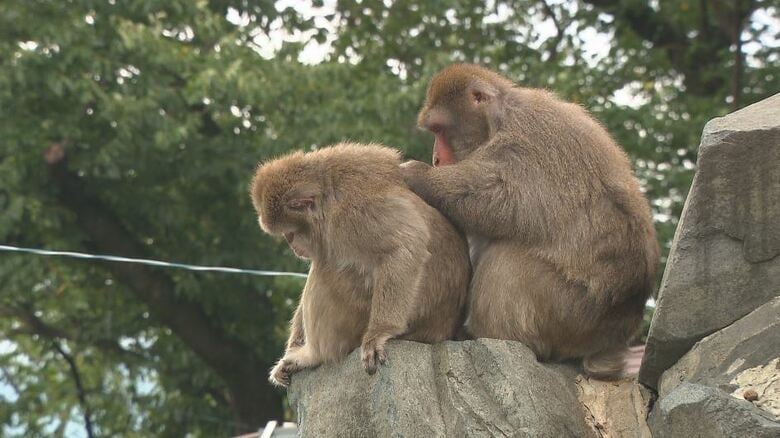 入園無料！開園65年の動物園　「老朽化」で穴、塗装がはがれ…飼育員が補修も「限界がある」　初めて“サポーター”を募集　寄付金は施設整備に、限定イベントなど特典も　「動物と客の距離が近い動物園」を未来に｜FNNプライムオンライン