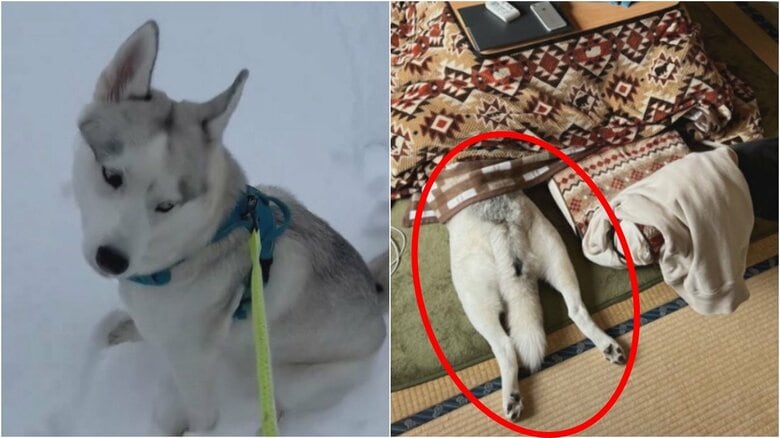 もうシベリアには帰れない…雪で遊んだ後にコタツへ頭から“ズボッ” ハスキー犬アシリちゃんの幸せなひと時｜FNNプライムオンライン