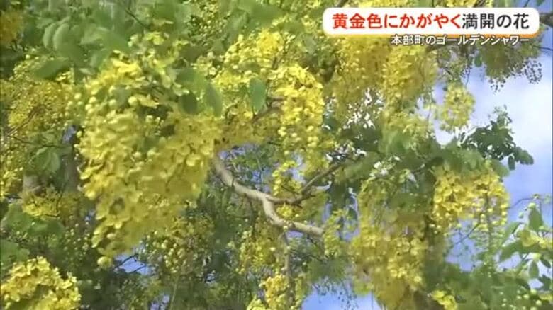 夏の訪れ鮮やかに告げるゴールデンシャワーが満開｜FNNプライムオンライン