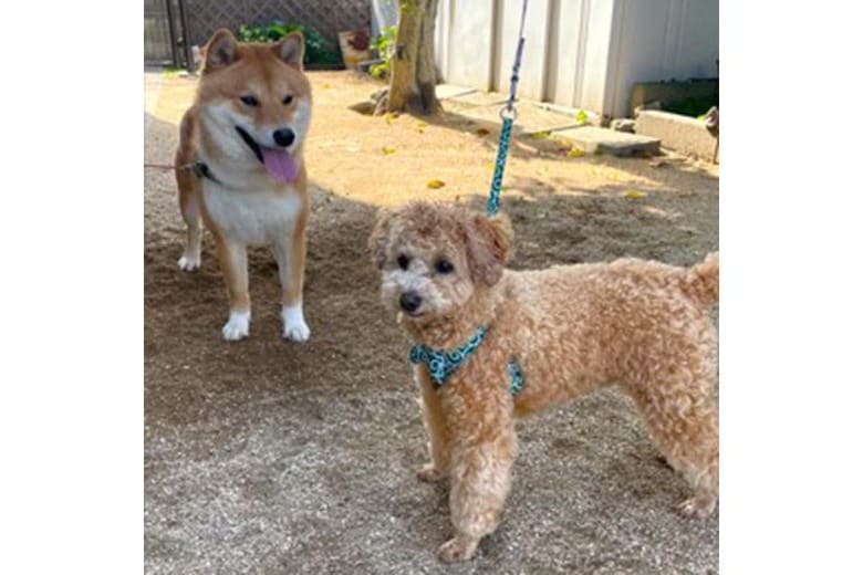 ペットにも押し寄せる“高齢化”通院は飼い主の負担も大きい　『往診専門』“犬・猫”ドクターの取り組み｜FNNプライムオンライン