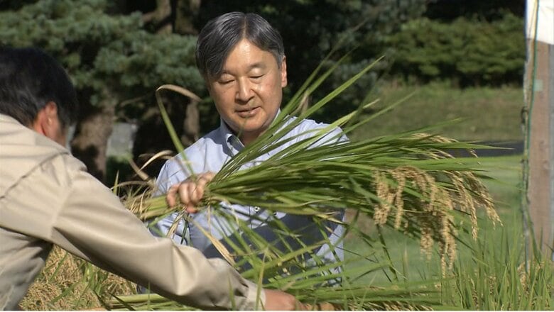 天皇陛下が皇居で恒例の稲刈り　昭和天皇・上皇さまから引き継がれ今年も長靴姿で収穫｜FNNプライムオンライン
