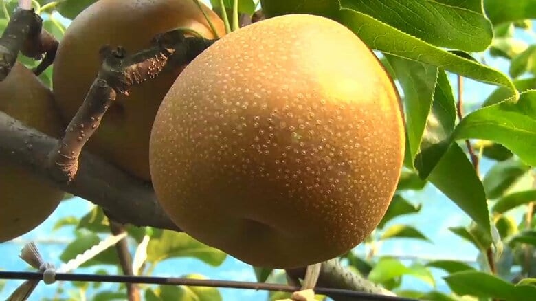 梨・ブドウ・ジャガイモは高騰　栗はお買い得に…秋の味覚に長雨と猛暑の影響｜FNNプライムオンライン