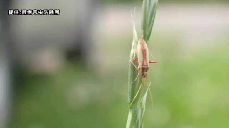 斑点米カメムシ類多発 県が注意報　イネの品質低下招く　岩手県｜FNNプライムオンライン