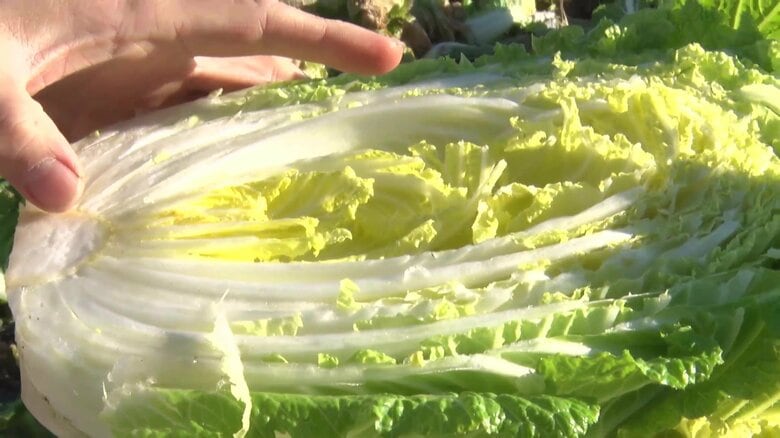 白菜が“ブカブカ”に…「水分や温度が不足」厳しい寒さの影響で“空洞化”「雪降らないで」品質低下を危惧｜FNNプライムオンライン