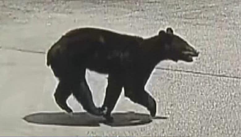 クマが小学校の通学路に出没　道路を横切り、走っていく姿が防犯カメラに　住宅や店舗が立ち並ぶ市街地で目撃相次ぐ　警察などが周辺を警戒　長野・千曲市｜FNNプライムオンライン