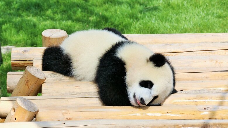 動物園にいてほしい動物は「ライオン」「パンダ」「キリン」がTOP3 小動物との触れ合いや夜間の開園も楽しみ