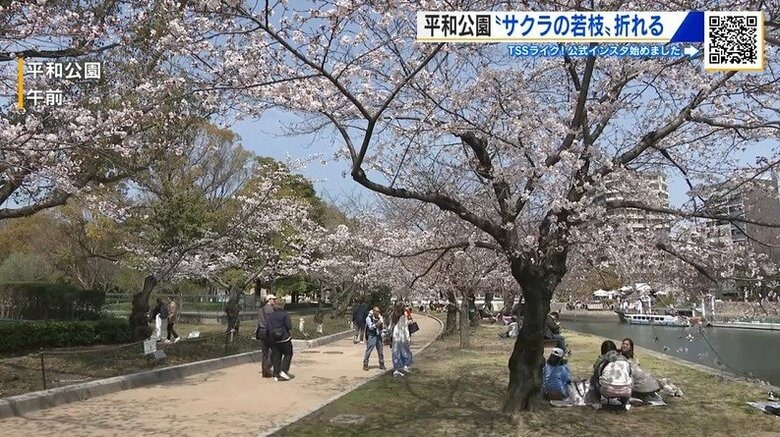 サクラの若い枝「ひこばえ」が複数折られる　３４本の被害を確認　器物損壊の疑いで捜査　広島市・平和公園｜FNNプライムオンライン