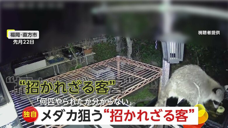 【独自】「洗って食べよった」アライグマが飼育中のメダカをムシャムシャ「育てちゃ食べられ何匹やられたか」福岡・直方市｜FNNプライムオンライン