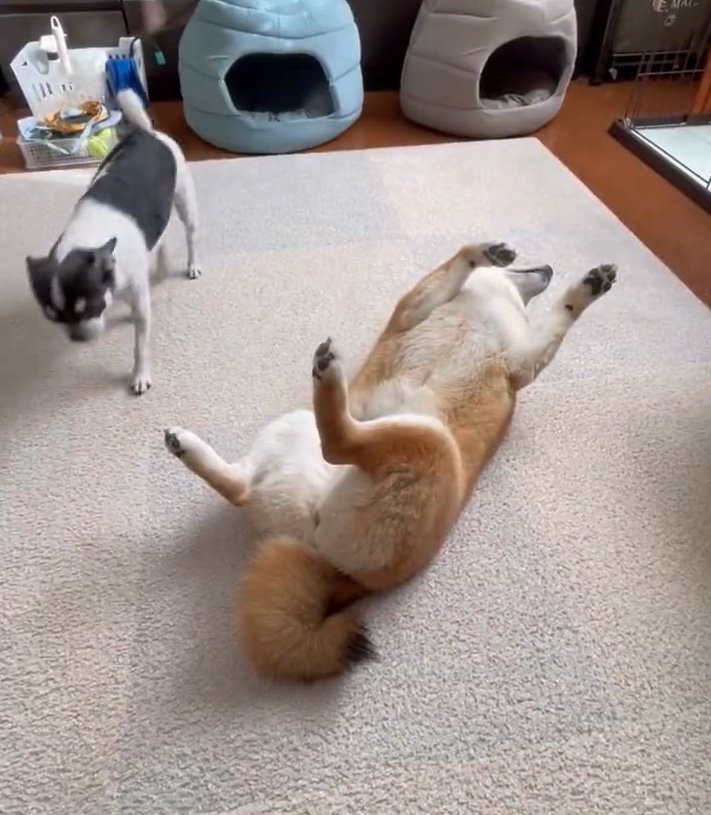 この時もいくらちゃんは気にせず（提供：うにさん）