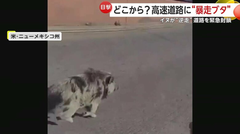 高速道路を封鎖して捕獲することになったブタ