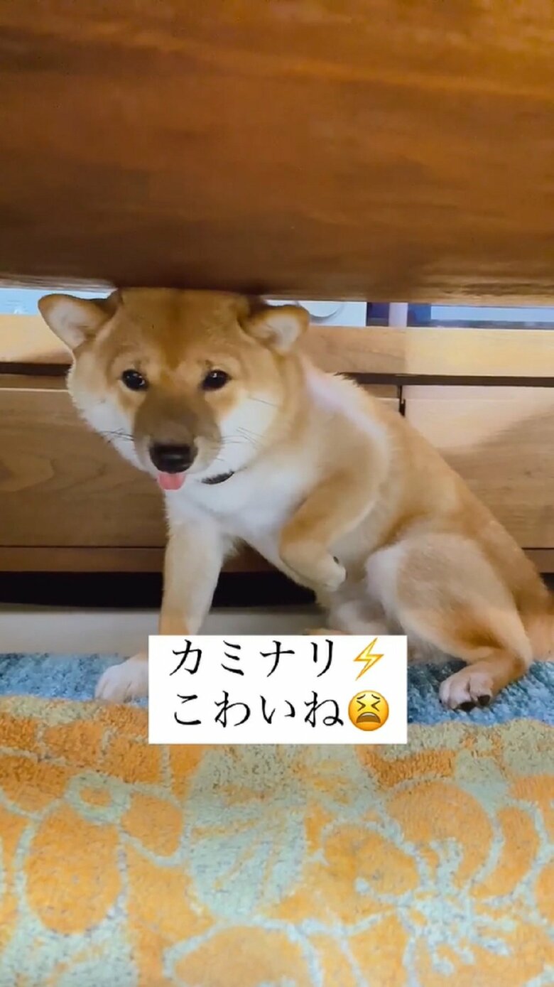 怖くてブルブル震えている