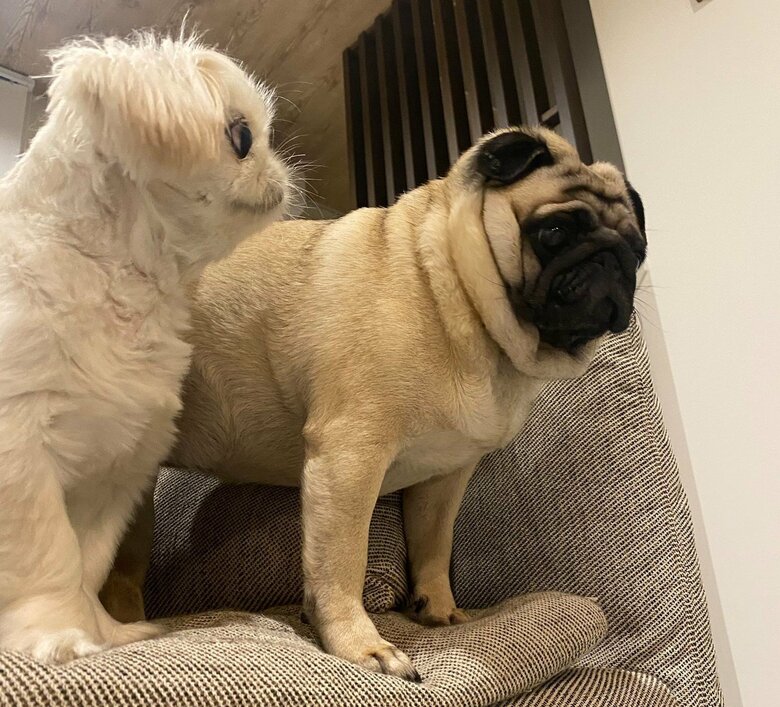 横綱ちゃんを見る小結ちゃん。目力がすごい