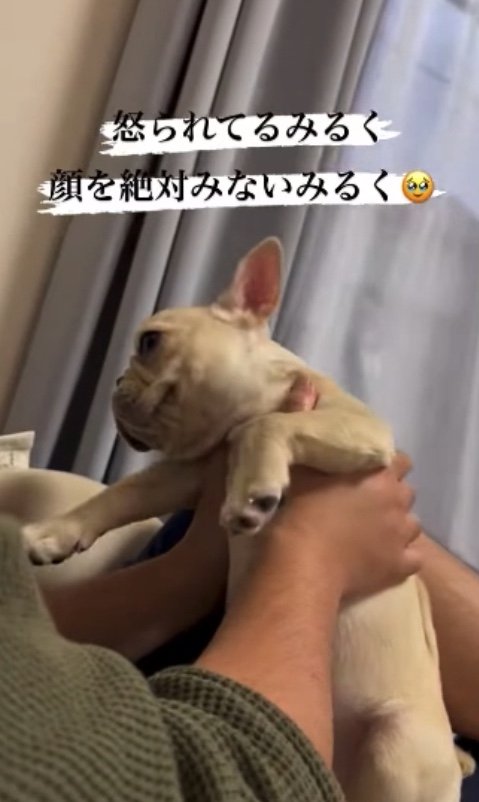 提供：みるくちゃん