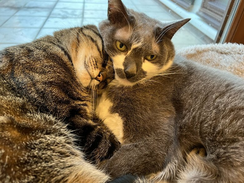 同居猫の“シマシマ”くんことダンテくんと