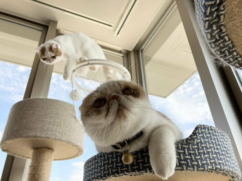 画像提供：エキゾのきなこさん。