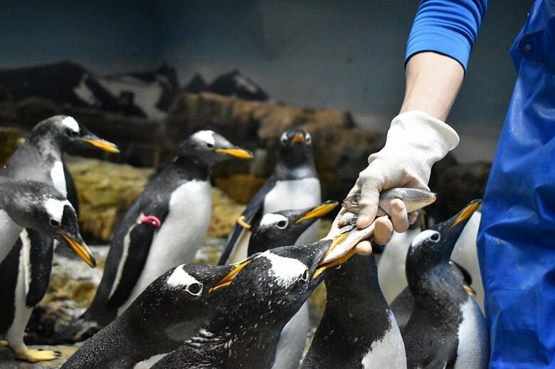ジェンツーペンギンの食事（提供：長崎ペンギン水族館）