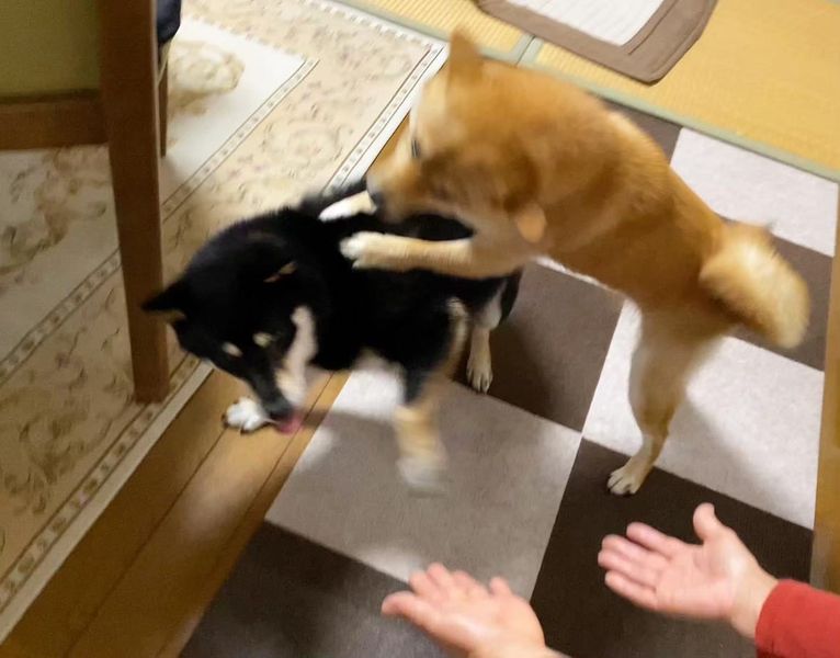 提供：豆柴あさのんさん