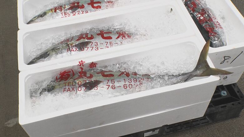 京都産の寒ブリ