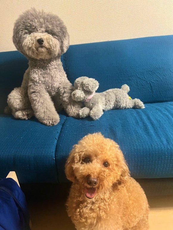 提供：レノン&れあるさん