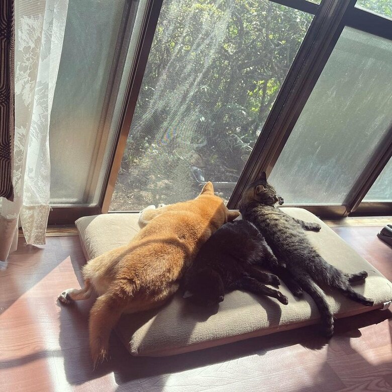 仲良くひなたぼっこ