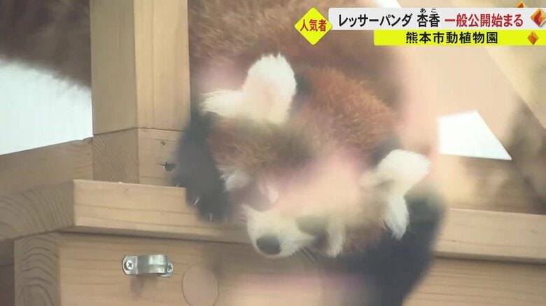 あぶない！高いところから落ちそうに…