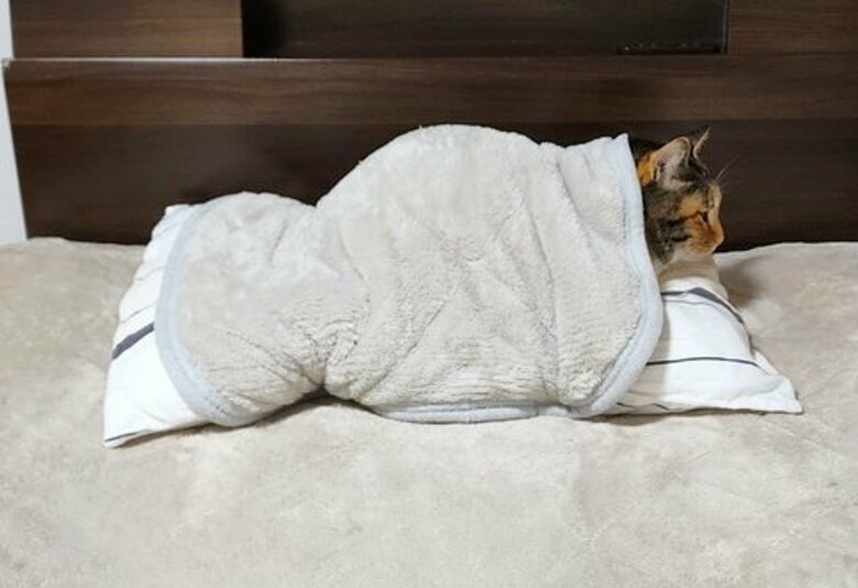 提供：にゃん報さん