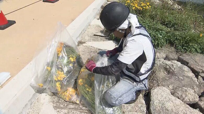 岡山市でのオオキンケイギク駆除の様子