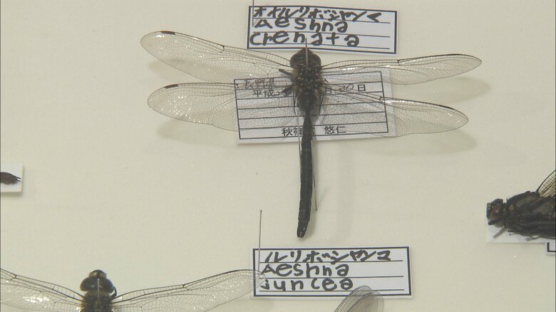 悠仁さまが作製されたトンボの剥製　2013年12月撮影